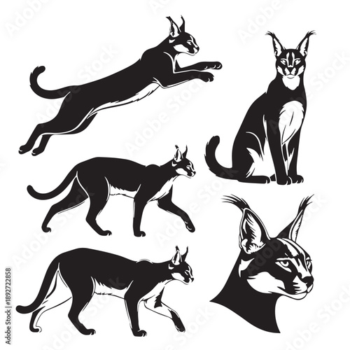 Black Caracal Silhouette Vector Illustration design, Solid White Background