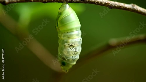 Green Chrysalis Hanging on a Branch in Nature, Close Up.