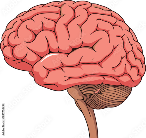 Detailed medical anatomy illustration of the human brain featuring the cerebral cortex cerebellum and brainstem for clinical education