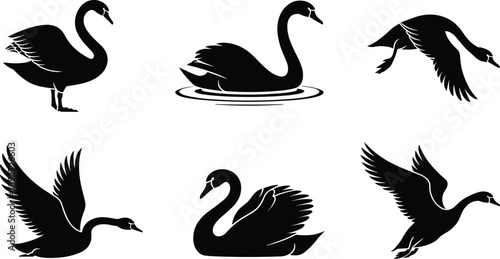 Black silhouette vector set featuring elegant swans in various poses including swimming on water and flying for nature conservation and graceful wildlife design