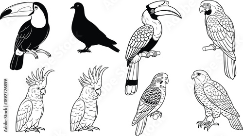 Bird line art vector set. Hand drawn toucan, parrot and cockatoo illustrations. Black and white bird outline drawings isolated on white background.