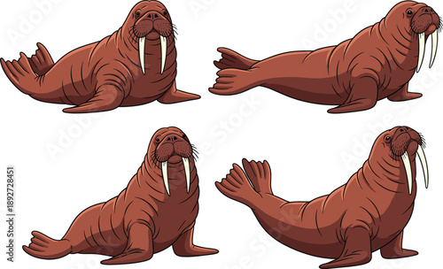 Walrus cartoon vector set. Cute arctic walrus in different poses. Adorable marine mammal illustrations isolated on white background.