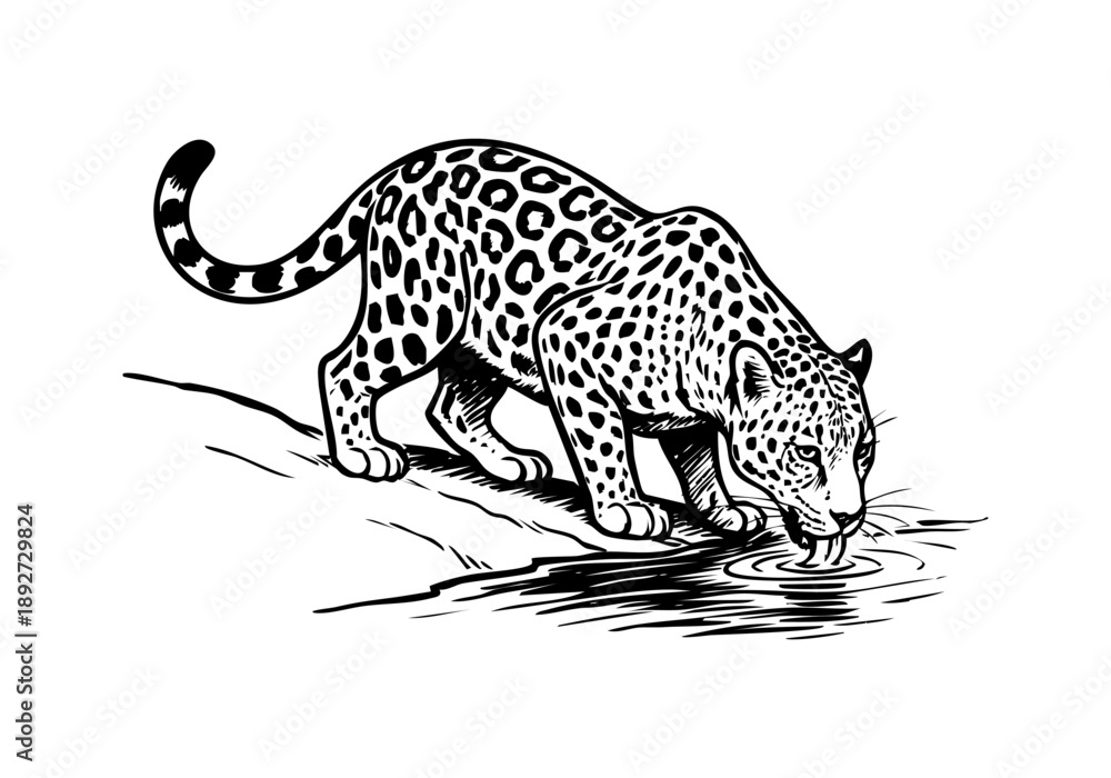 Fototapeta premium Jaguar hand drawn simple sketch vector illustration