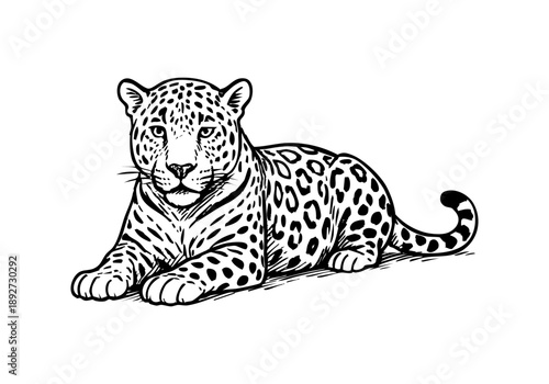 Jaguar hand drawn simple sketch vector illustration