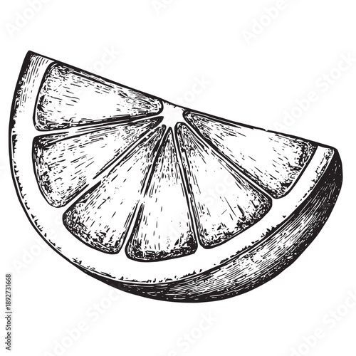Detailed black and white sketch of a single juicy citrus fruit wedge with visible pulp segments, rendered in a classic ink drawing style, perfect for culinary graphics and vintage designs