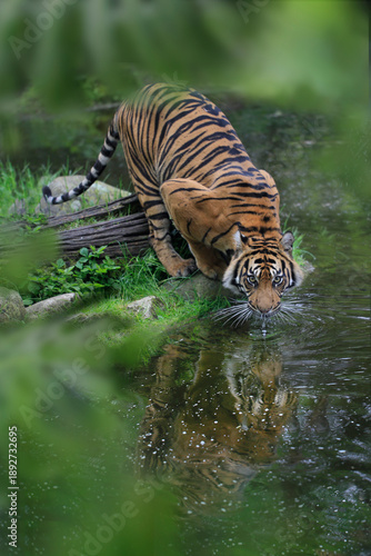 Foto Sumatra-Tiger (Panthera tigris sumatrae) am Wasser und trinkt