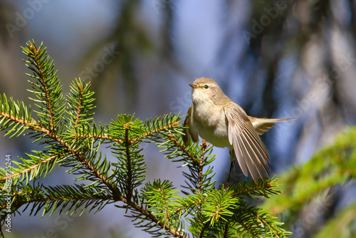 Common Chiffchaff