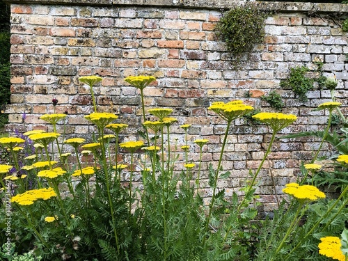 Traditional perennial border, yellow achillea Yarrow ,garden plants in English landscape design