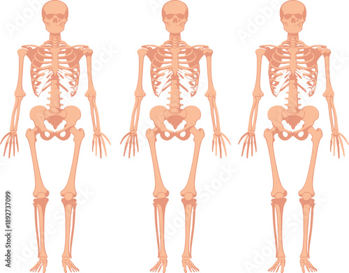Full length medical anatomical illustration of the human skeletal system featuring the skull rib cage spine and limbs
