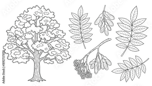 Comprehensive collection of detailed line art drawings of a tree, leaves, and berries for nature studies and botanical design projects.