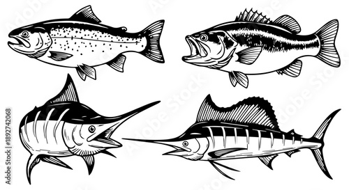 Detailed black and white illustration of various saltwater and freshwater fish species