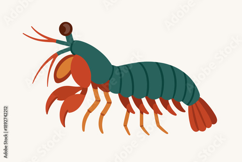 flat illustration of a mantis shrimp