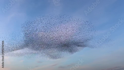 Starlings murmuration flying in synchronized aerial display forming dynamic shapes in the sky