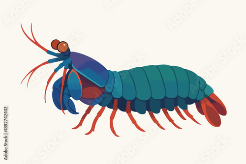 flat illustration of a mantis shrimp