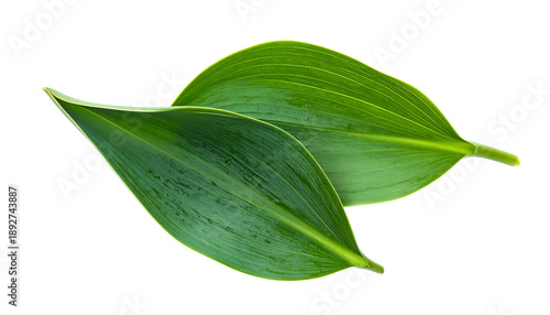 Fresh Green Leaves with Stems.