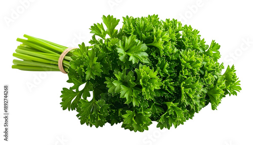 Fresh Parsley Herb Tied with Twine.