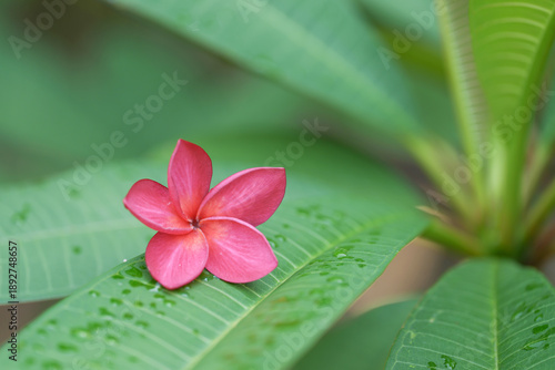 pink Plumeria ,Frangipani flower in the garden
