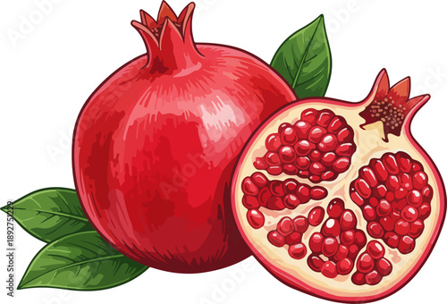 Radiant Pomegranate Nature Illustration