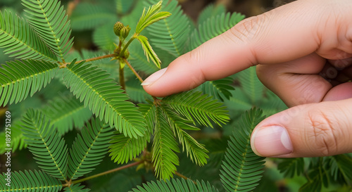 The Sensitive Plant: Unveiling the Secrets of Mimosa pudica