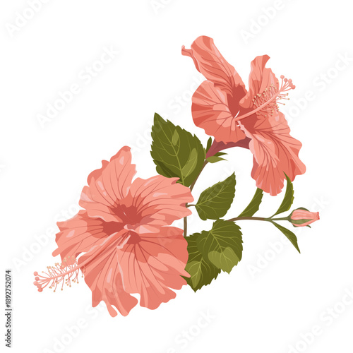 Hibiscus on isolated background. Vector illustration of a flower.