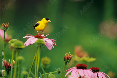 01640-07614 American Goldfinch (Carduelis tristis) male on Purple Coneflower (Echinacea purpurea) Marion Co.  IL
