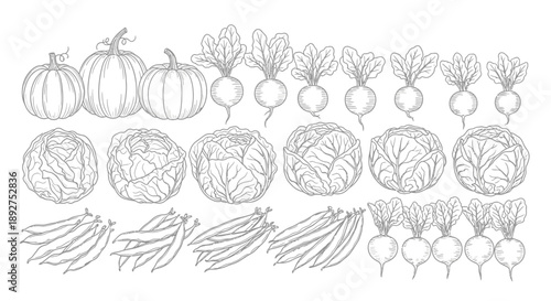 Detailed Hand Drawn Vegetable Illustrations Set.