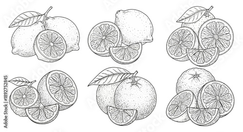 Detailed Hand Drawn Oranges and Orange Slices.