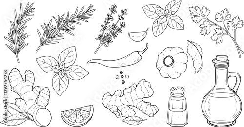 Hand-drawn collection of fresh ingredients for cooking and seasoning
