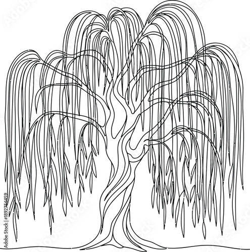 Weeping willow tree outline drawing is detailed.