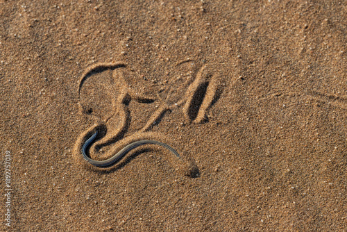 High angle view of a FitzSimons' Burrowing Skink (Typhlacontias brevipes) burying itself in the sand of the Namib Desert