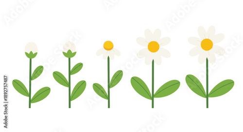 Illustration showing the growth stages of a daisy flower from bud to full bloom, with green leaves and stems.