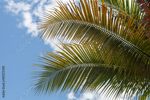 Fotografija palm leaves against blue sky