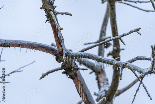 A tree branch is covered in ice and snow, with icicles hanging from it. The branch is bare and he is dead, but the ice and snow give it a beautiful, wintery appearance. The icicles are long and thin