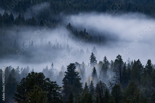 Obraz na plátně High-resolution landscape of a coniferous forest shrouded in dense morning fog