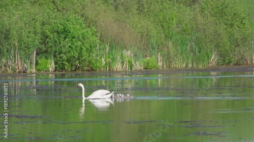 A white swan (Cygnus olor) with chicks swims across a lake against the backdrop of a green spring shore. Slow motion.