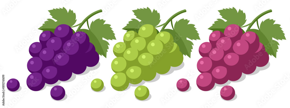 Fototapeta premium Isometric vector set of purple, green, and red grape bunch with leaf. Fresh berry fruit for wine, juice, or healthy snack. Organic vineyard harvest element for market and diet design isolated on white
