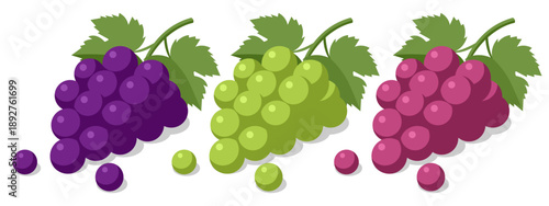 Isometric vector set of purple, green, and red grape bunch with leaf. Fresh berry fruit for wine, juice, or healthy snack. Organic vineyard harvest element for market and diet design isolated on white