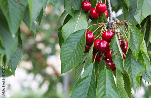 Red cherry hanging on a tree in the summer garden.