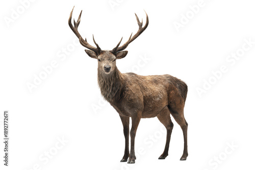 Realistic standing stag with naturally branched antlers, detailed fur texture, defined hooves and subtle shading with a clean ground shadow, isolated on transparent background.