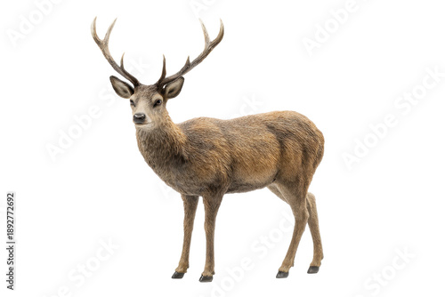 Realistic standing stag with naturally branched antlers, detailed fur texture, defined hooves and subtle shading with a clean ground shadow, isolated on transparent background.