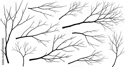 Bare tree branches on white background black