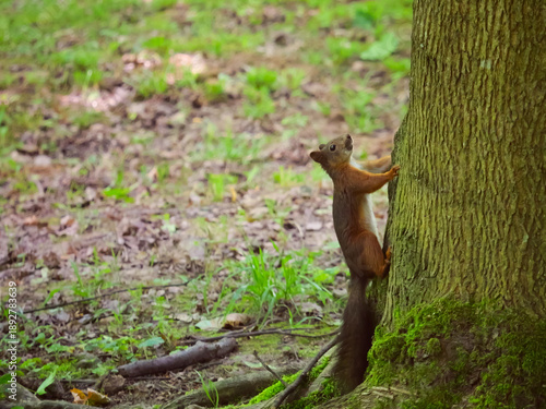 Red squirrel on a tree trunk in a spring park.