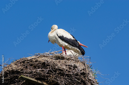 A pair of storks in a nest in spring against a blue sky.