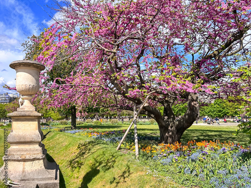 Tuileries Garden in spring with flowering trees, flower bedson on sunny clear day. Paris, France.