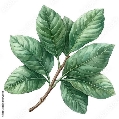 A Pecan Leaf, watercolor illustration vector, isolated on a white background.