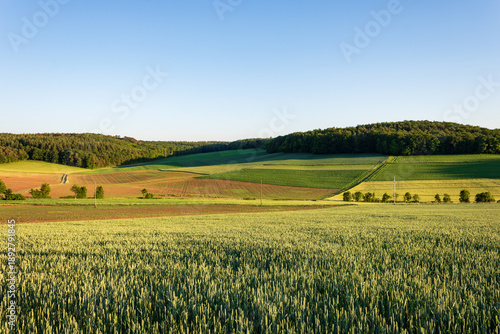 Summer grain field with rolling hills in Tauber Valley, Germany