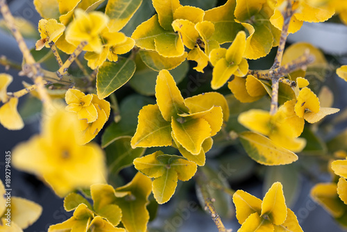 Cuadro en lienzo The yellow leaves of a Euonymus japonicus “Eldorado” plant