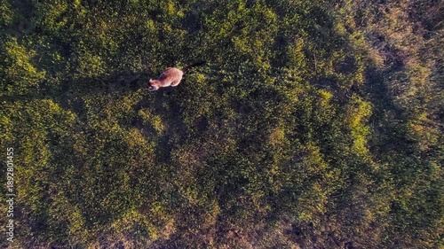 Wallpaper Mural A kangaroo is seen grazing on grass in an open field during daylight in Australian outback Torontodigital.ca
