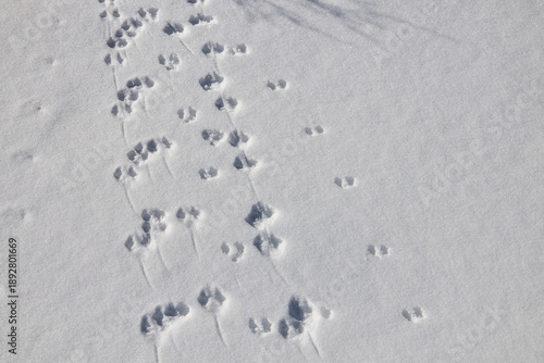 Tracks of various mice of different sizes on white snow cover. Winter animal activity or wildlife tracking concept for outdoor adventure.
