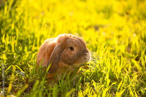 Konstfotografi Rabbit fold-eared mini lop sits on the lawn